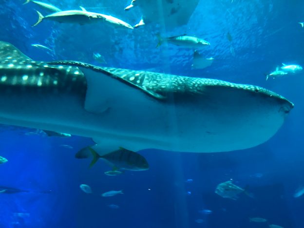 美ら海水族館